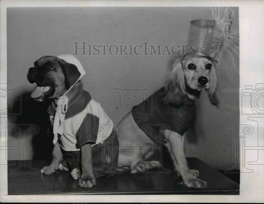 1947 Press Photo Hollywood Calif Sweater dog Duke & Topaz in knitwear