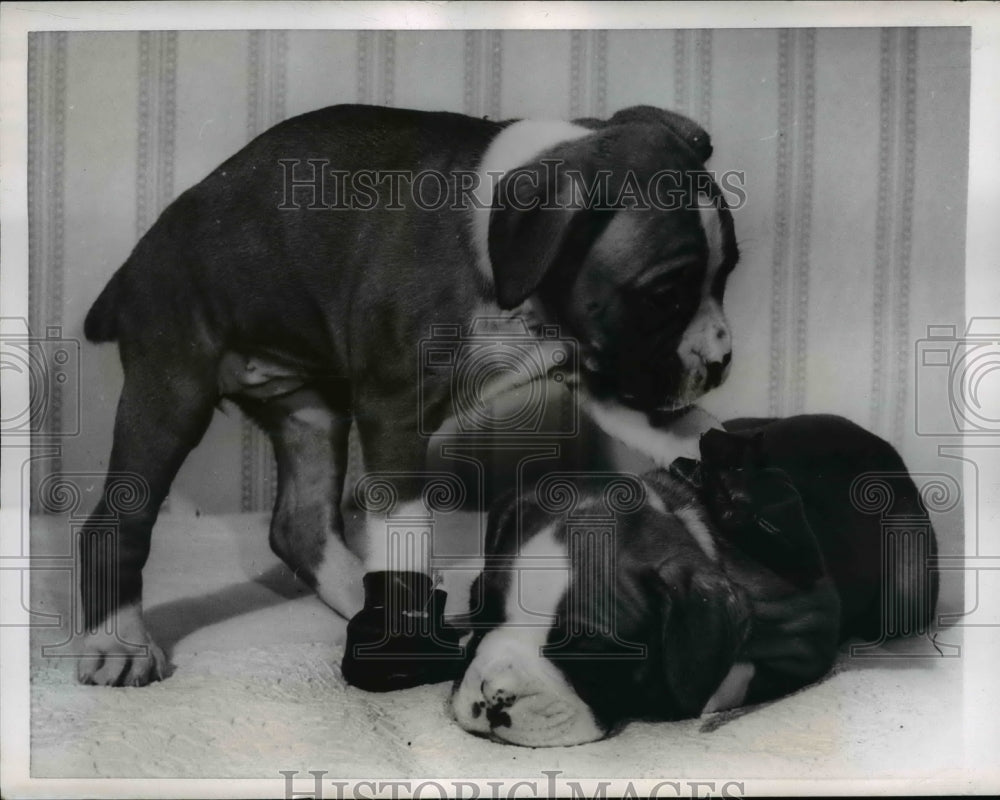1957 Press Photo Brightin Sussex England boxer pups owned by Valerie Moon