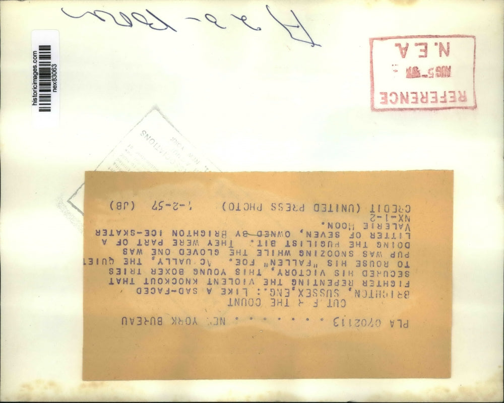 1957 Press Photo Brightin Sussex England boxer pups owned by Valerie Moon