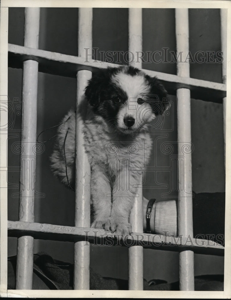 1938 Press Photo A pippy at University police station in jail cell - nex84891