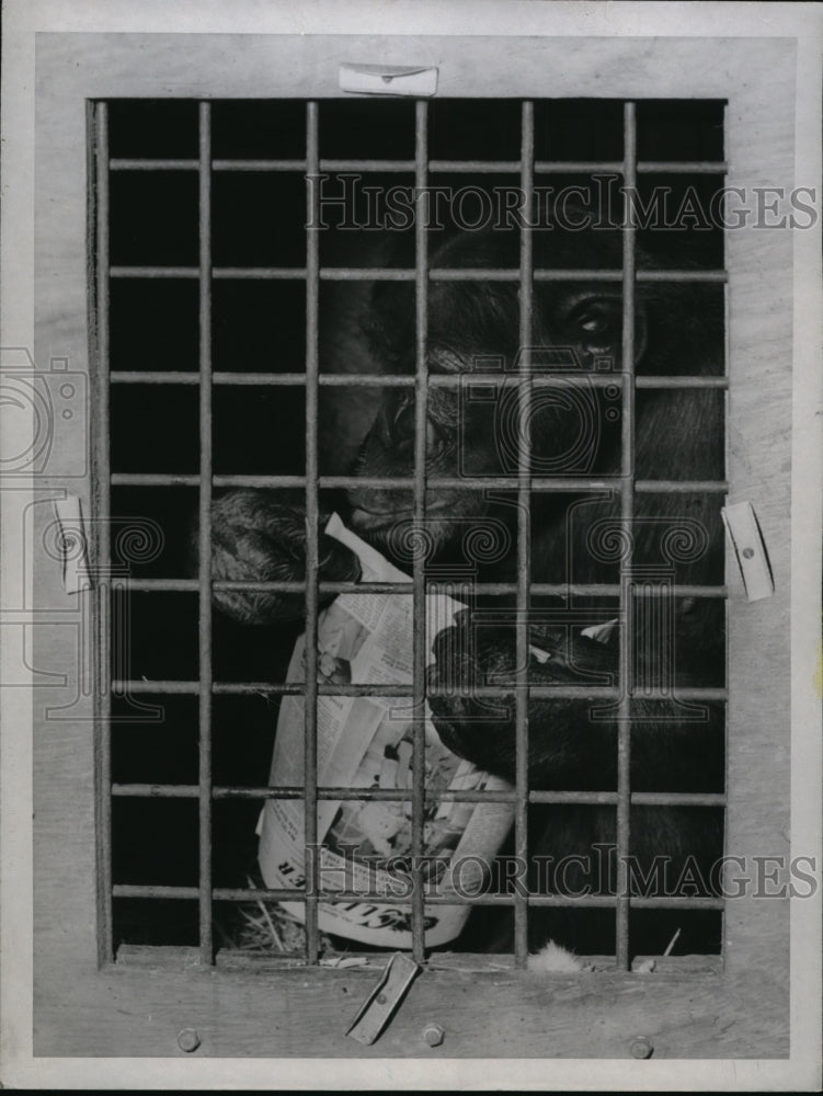1951 Press Photo San Francisco Molasses the chimpanzee heads to Toyko zoo