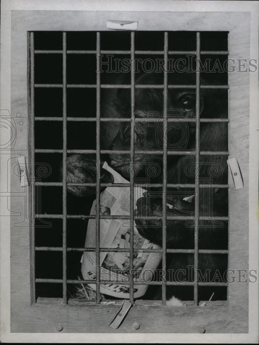 1951 Press Photo San Francisco Molasses the chimpanzee heads to Toyko zoo