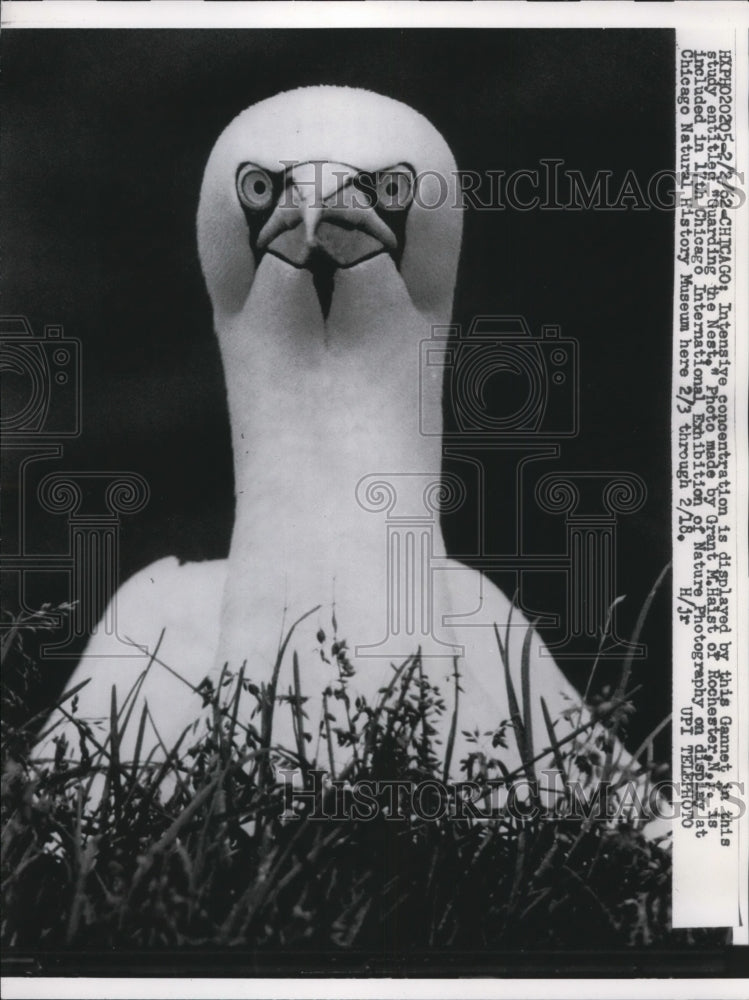 Load image into Gallery viewer, 1962 Press Photo Chicago a Gannett bird guarding its nest
