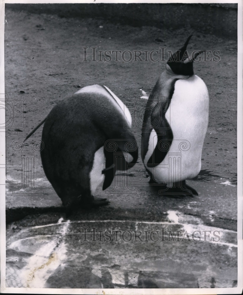 1954 Press Photo A pair of penquins at a pool in zoo cage - nex85057