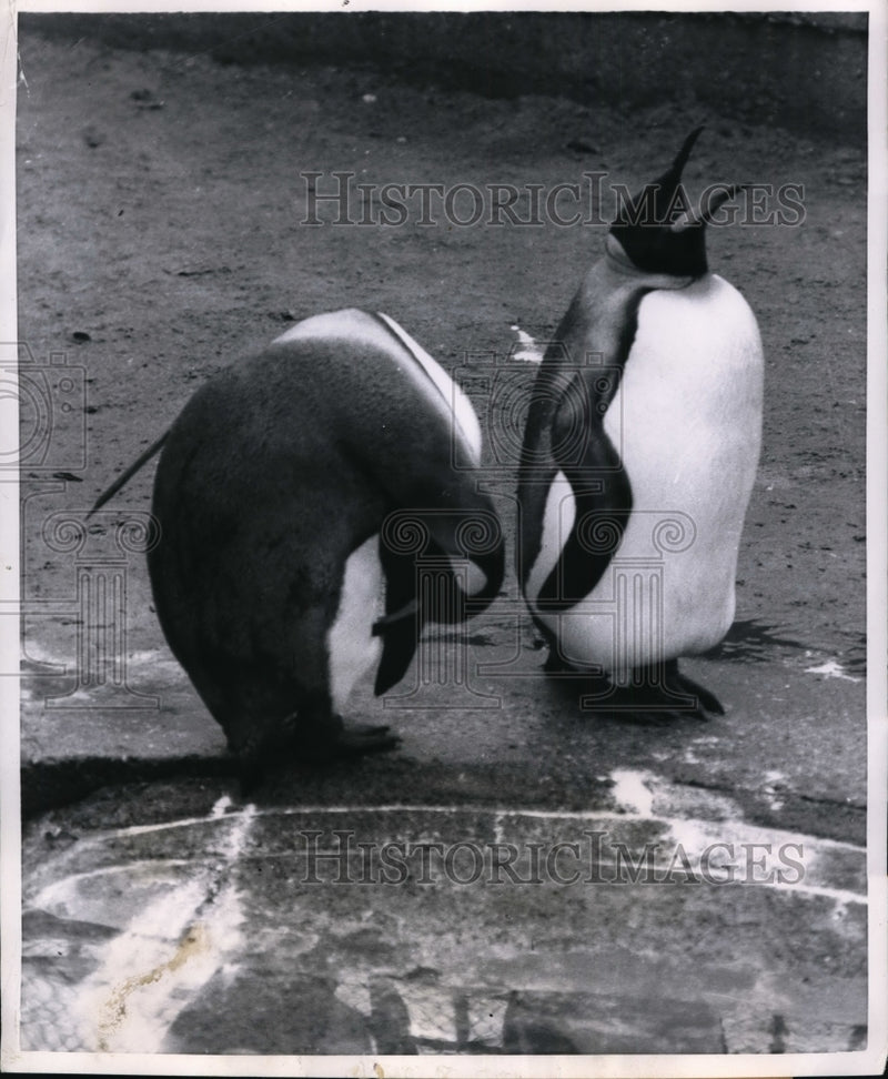 Load image into Gallery viewer, 1954 Press Photo A pair of penquins at a pool in zoo cage - nex85057
