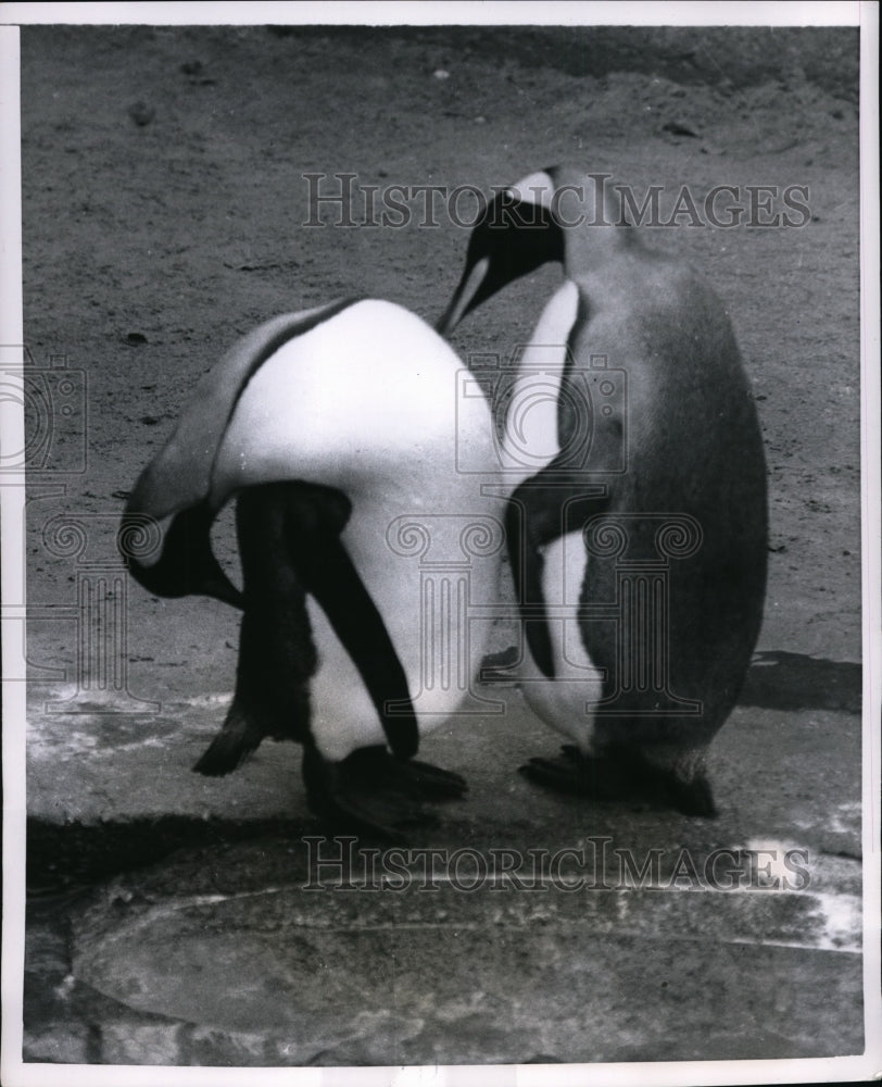 1954 Press Photo A pair of penquins grooming by a pool in zoo cage - nex85059