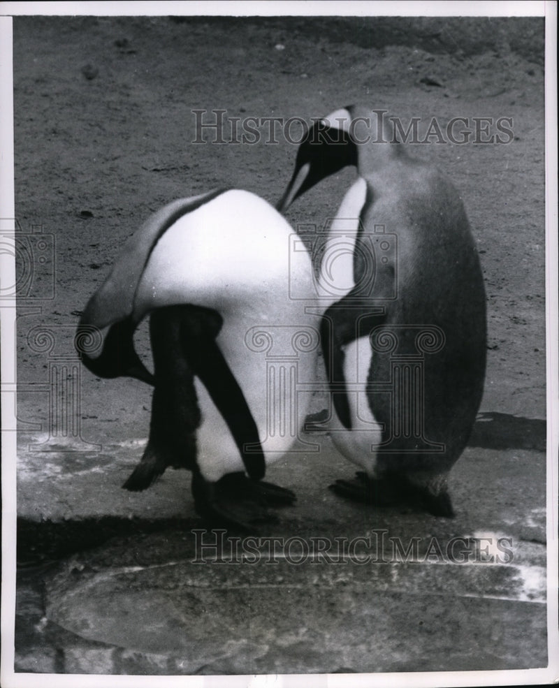 Load image into Gallery viewer, 1954 Press Photo A pair of penquins grooming by a pool in zoo cage - nex85059
