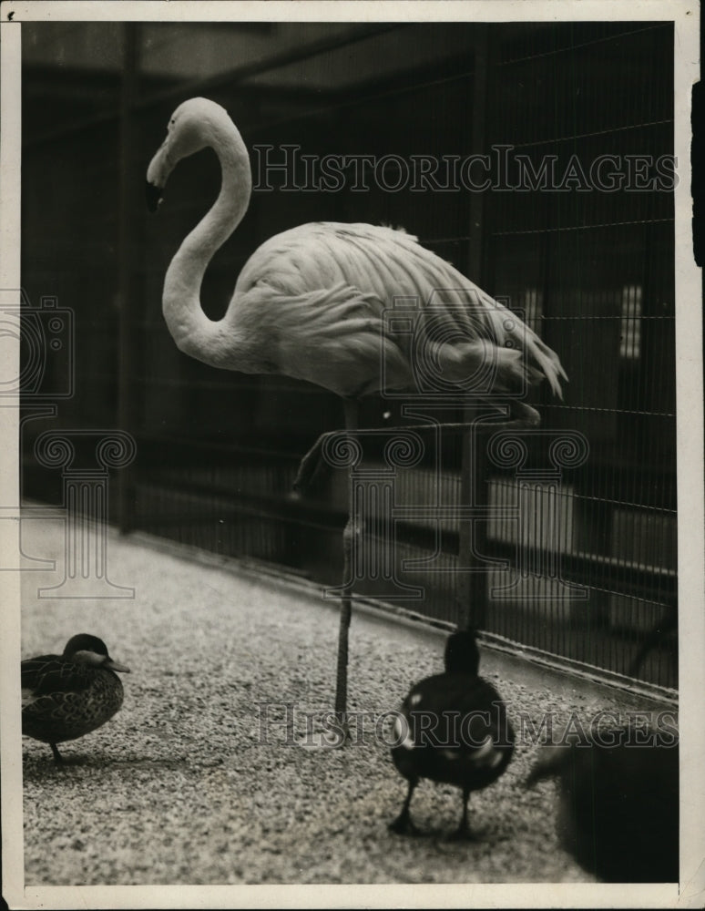 1929 Press Photo A Crane & pin ducks at Philadelphia zoo - nex85088