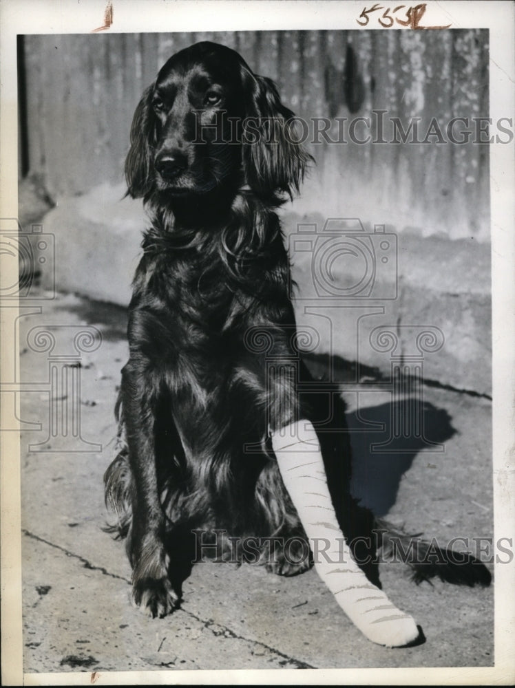 1944 Press Photo England A Irish setter with an injured & bandaged leg