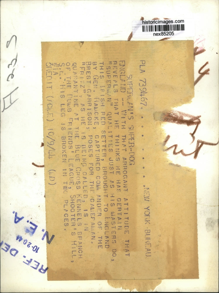 1944 Press Photo England A Irish setter with an injured & bandaged leg