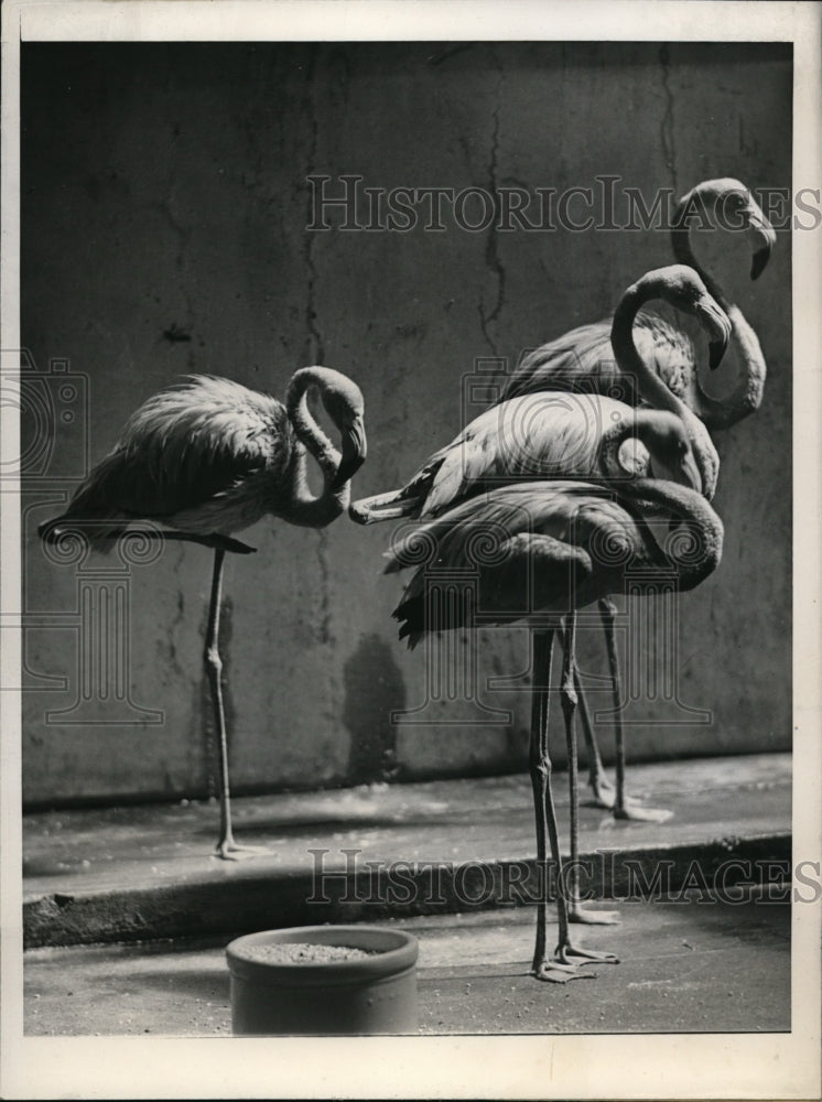 1945 Press Photo Chicago scarlet flamingos at Lincoln Park Zoo - nex85214
