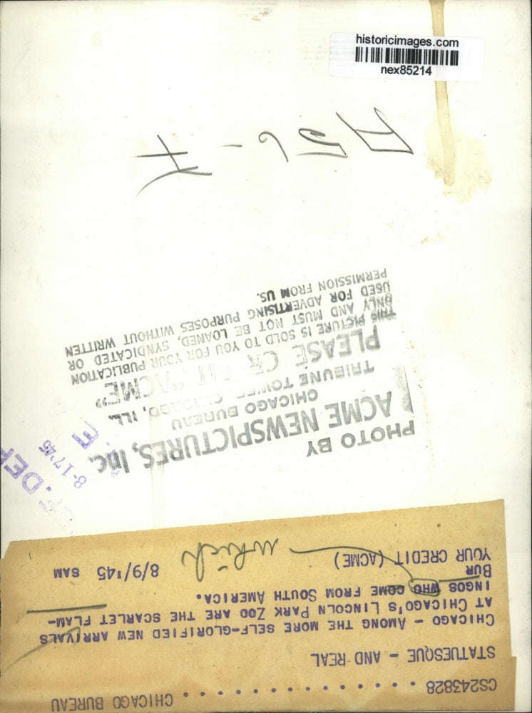 1945 Press Photo Chicago scarlet flamingos at Lincoln Park Zoo - nex85214