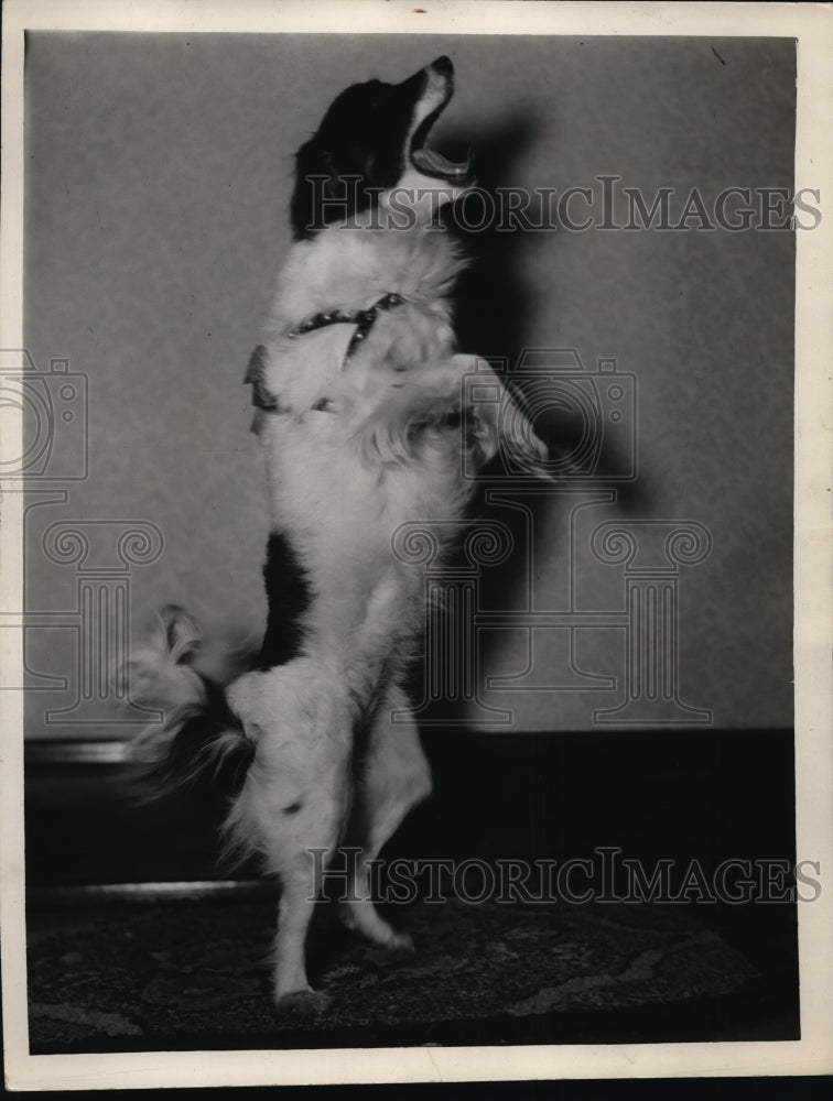 1927 Press Photo Peggy the Papillon dog owned by Mr & Mrs EM Lamkin - nex85360