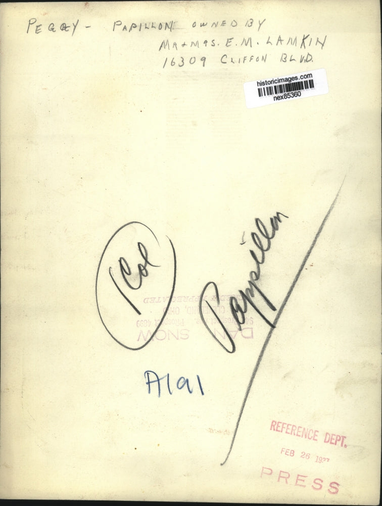 1927 Press Photo Peggy the Papillon dog owned by Mr & Mrs EM Lamkin - nex85360