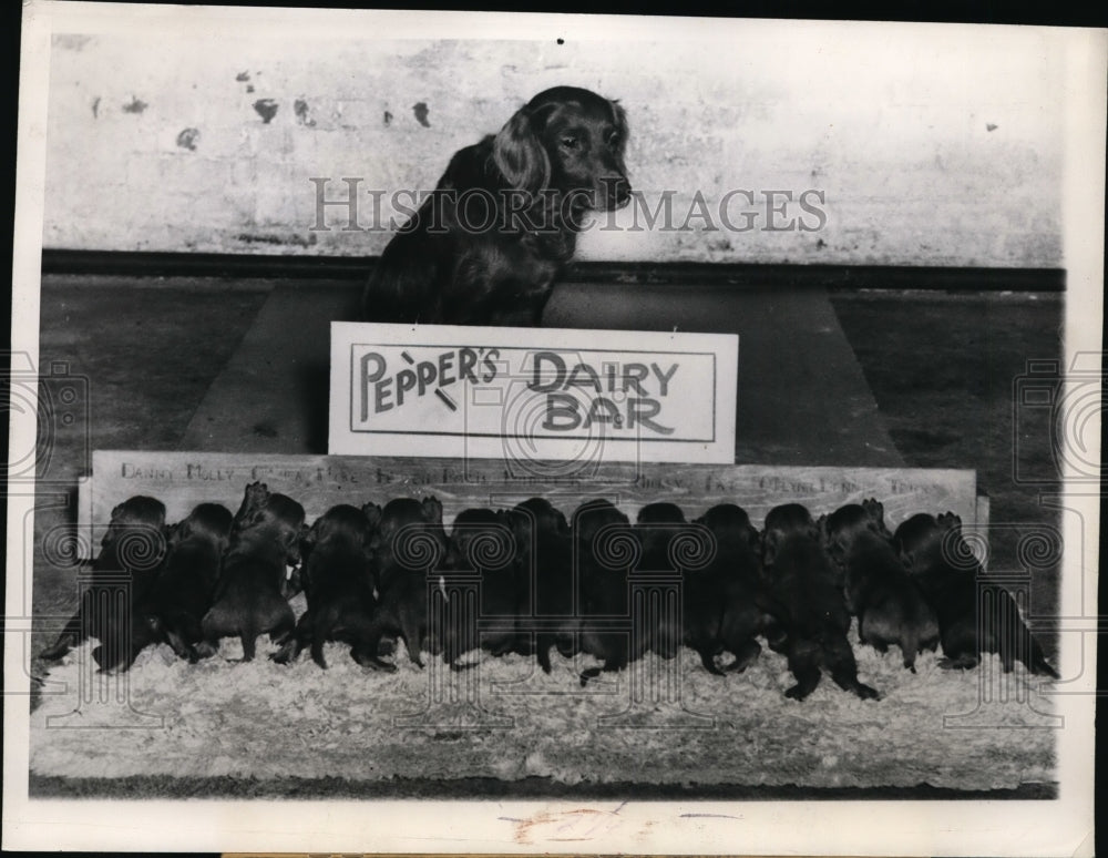 1946 Press Photo Chicafo Pepper the Irish Setter & 13 puppies owner Dr EJ Hall