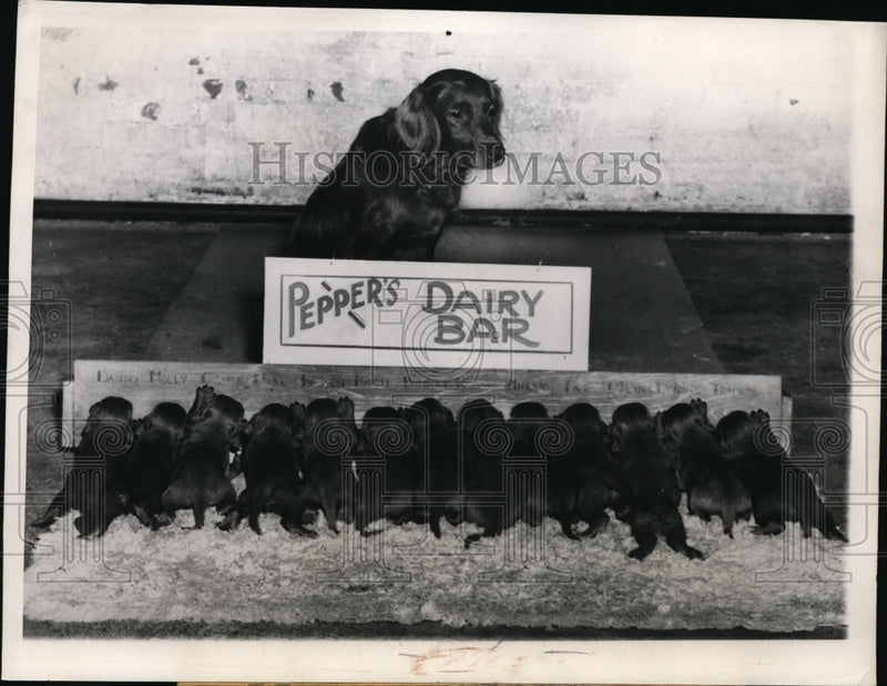Load image into Gallery viewer, 1946 Press Photo Chicafo Pepper the Irish Setter &amp; 13 puppies owner Dr EJ Hall
