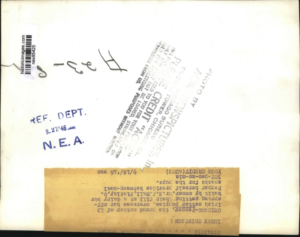 1946 Press Photo Chicafo Pepper the Irish Setter & 13 puppies owner Dr EJ Hall