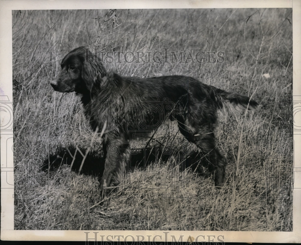 1940 Press Photo Alvin R Bush's Irish setter at field trials Williamsport Pa