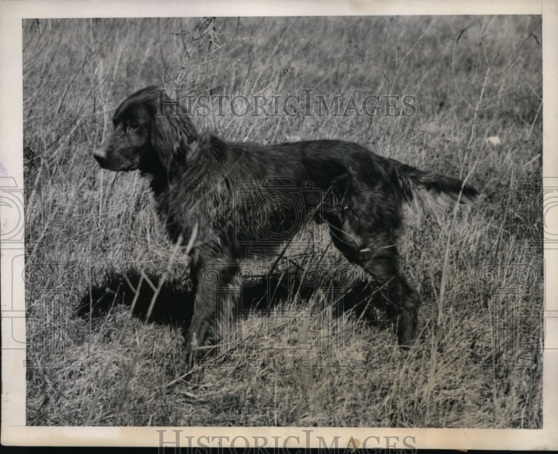 Load image into Gallery viewer, 1940 Press Photo Alvin R Bush's Irish setter at field trials Williamsport Pa
