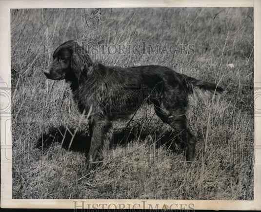 1940 Press Photo Alvin R Bush's Irish setter at field trials Williamsport Pa