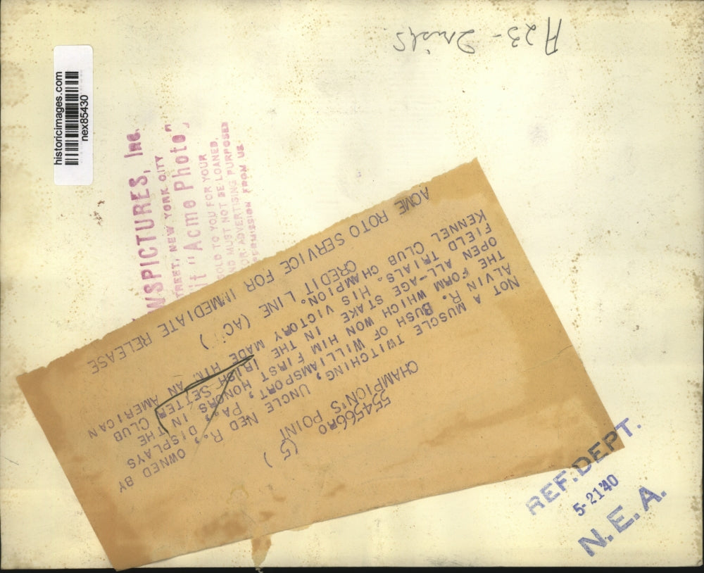 1940 Press Photo Alvin R Bush's Irish setter at field trials Williamsport Pa