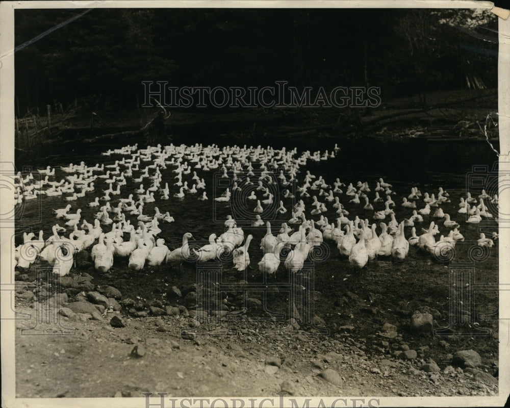 1926 Press Photo Weberr Duck Inn at Wrentham Mass flock of ducks swimming