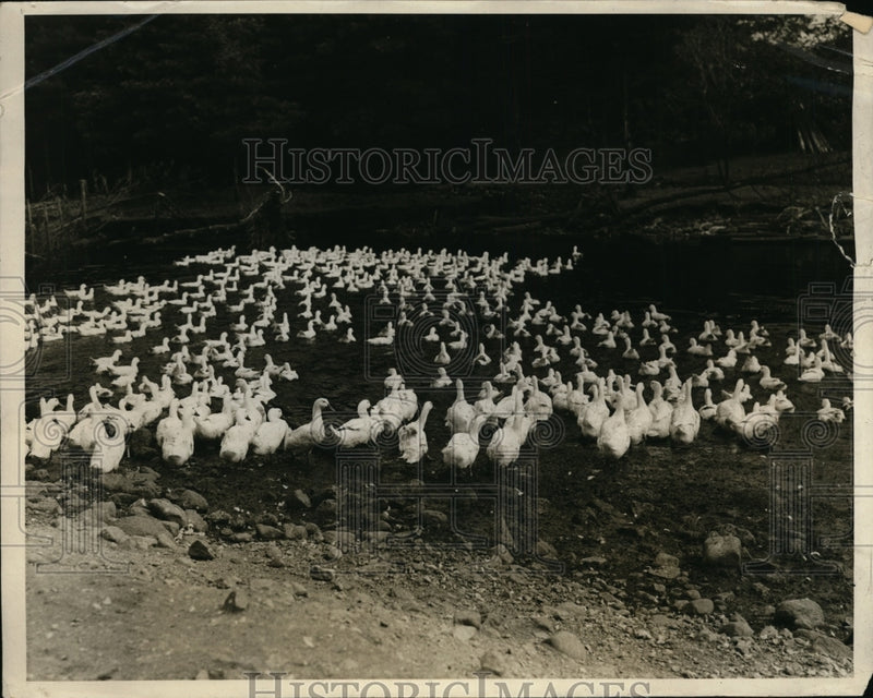 Load image into Gallery viewer, 1926 Press Photo Weberr Duck Inn at Wrentham Mass flock of ducks swimming
