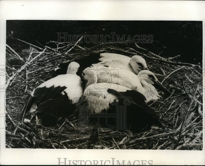 Load image into Gallery viewer, 1973 Press Photo Kursk USSR 4 storks in a nest at Zvanndye village - nex85456
