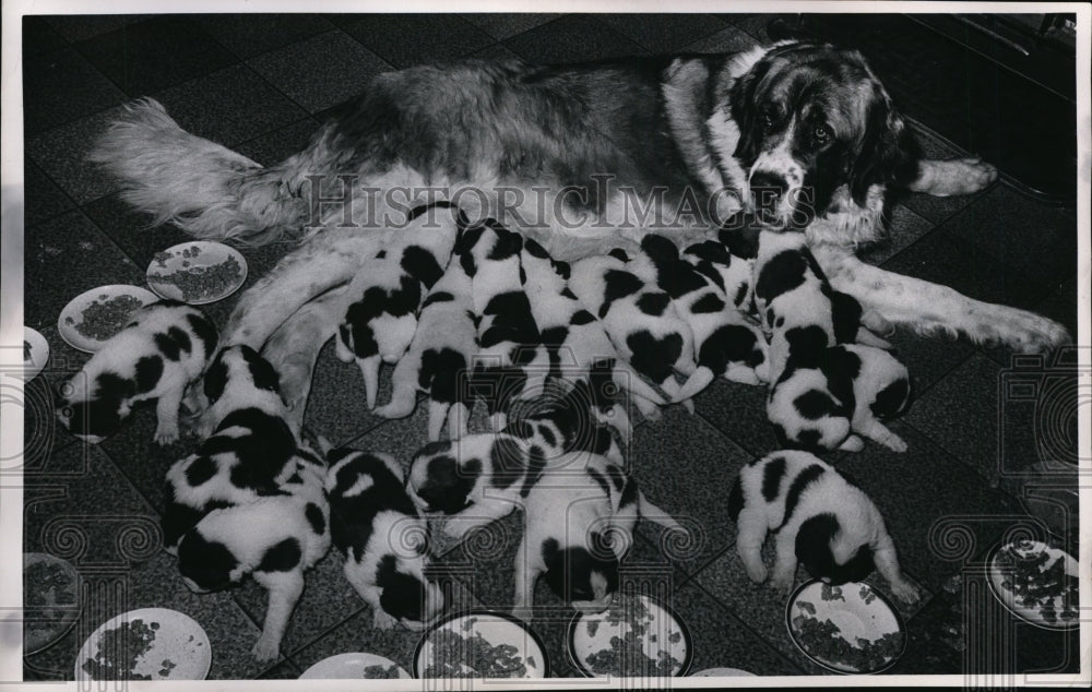 1965 Press Photo A St Bernard & & 15 pups owned by Harold Hue - nex85489