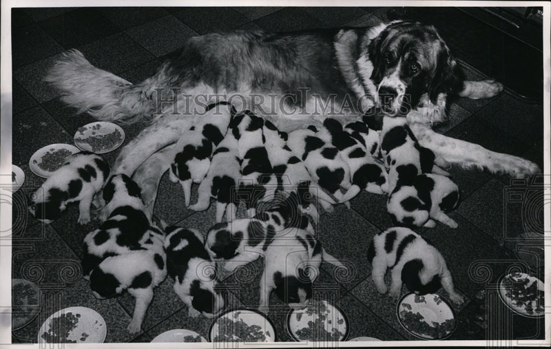 Load image into Gallery viewer, 1965 Press Photo A St Bernard &amp; &amp; 15 pups owned by Harold Hue - nex85489
