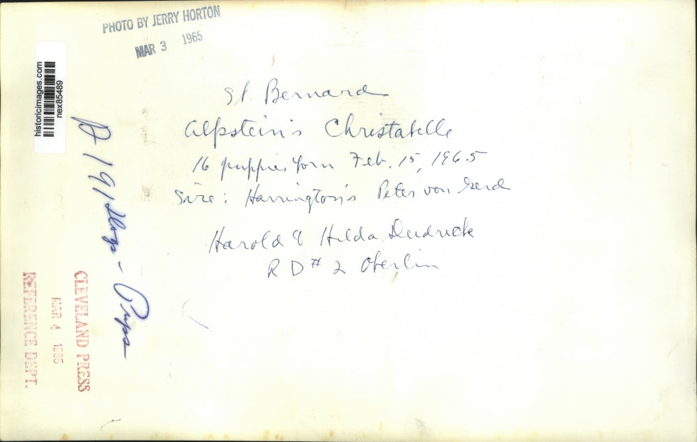 1965 Press Photo A St Bernard & & 15 pups owned by Harold Hue - nex85489