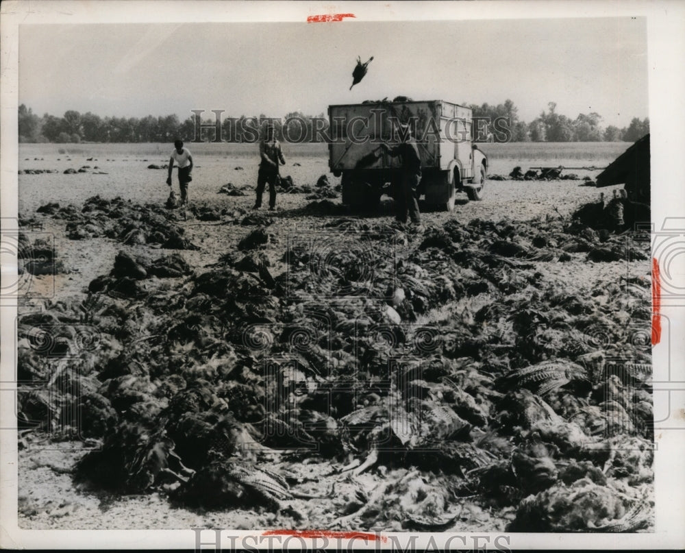 1956 Press Photo Albany Oregon dead turkeys killed in 106 degreee heatwave