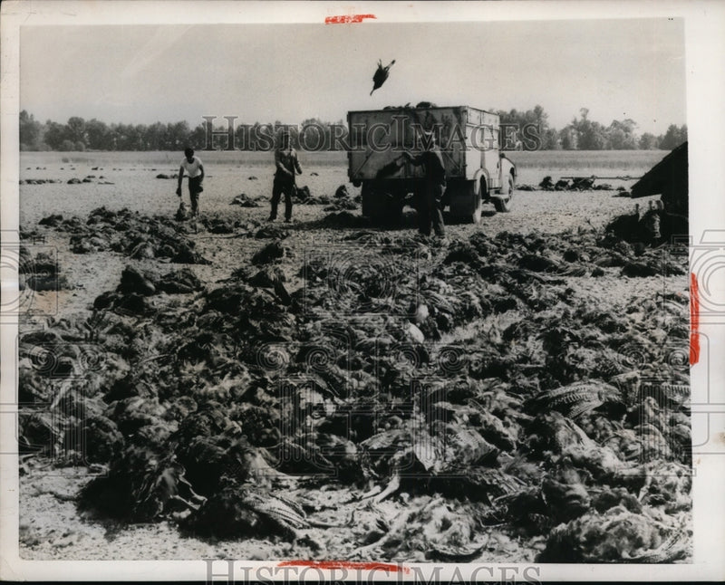 Load image into Gallery viewer, 1956 Press Photo Albany Oregon dead turkeys killed in 106 degreee heatwave
