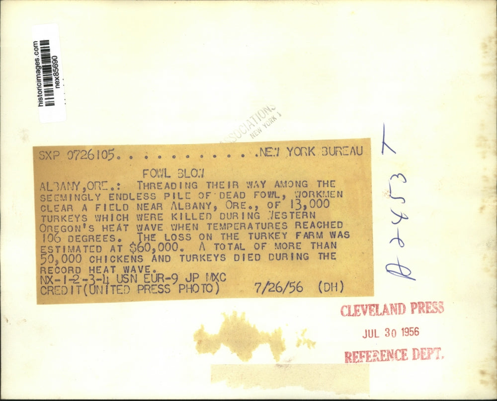 1956 Press Photo Albany Oregon dead turkeys killed in 106 degreee heatwave