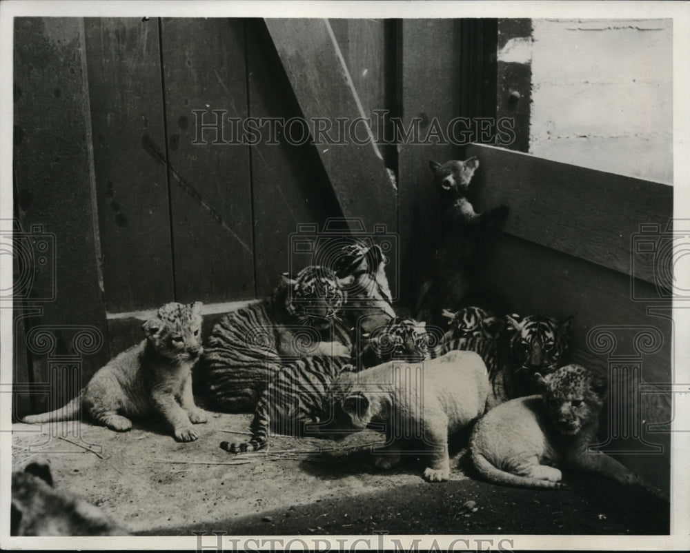1933 Press Photo Fleischhacker zoo San francisco lion & tiger cubs - nex85700