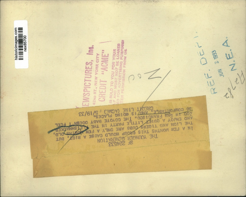 1933 Press Photo Fleischhacker zoo San francisco lion & tiger cubs - nex85700