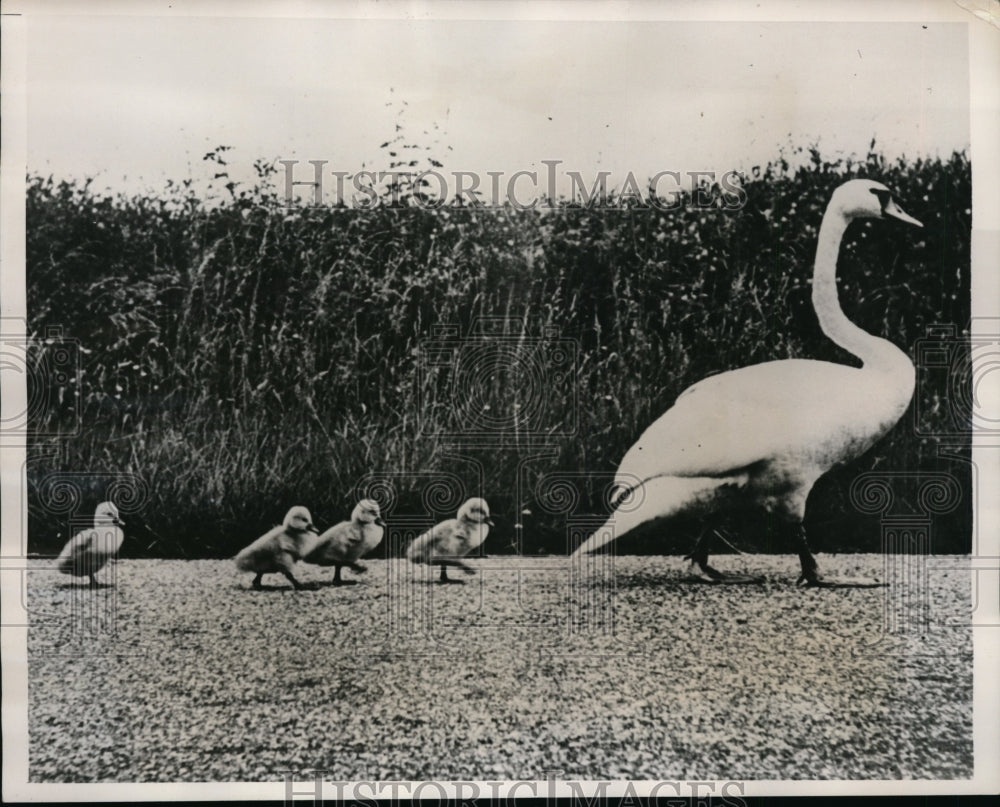 1940 Press Photo Cygnet & her 4 chicks at a park - nex85703