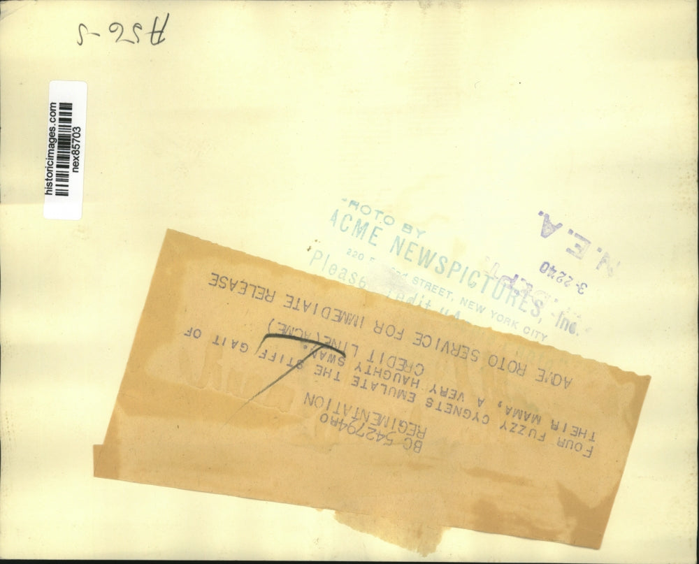 1940 Press Photo Cygnet & her 4 chicks at a park - nex85703