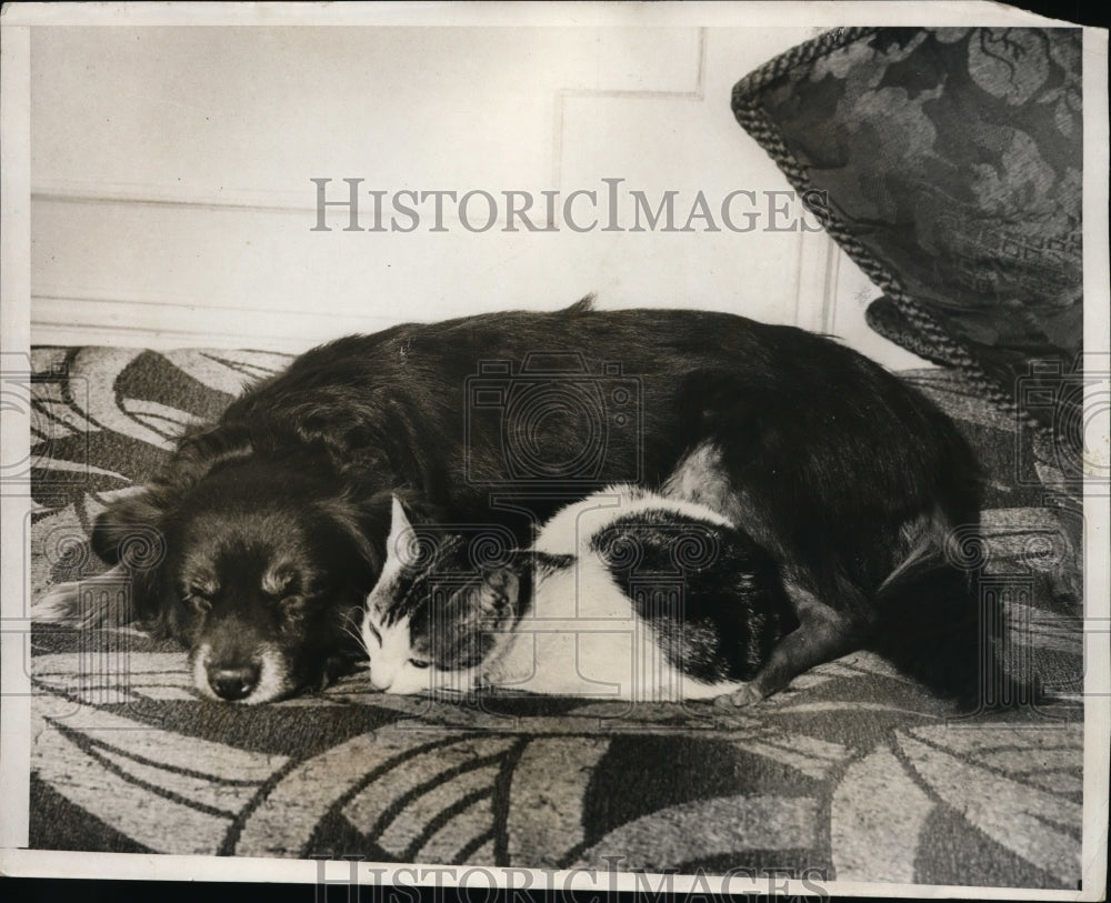 1931 Press Photo Princie the dog & his feline companion