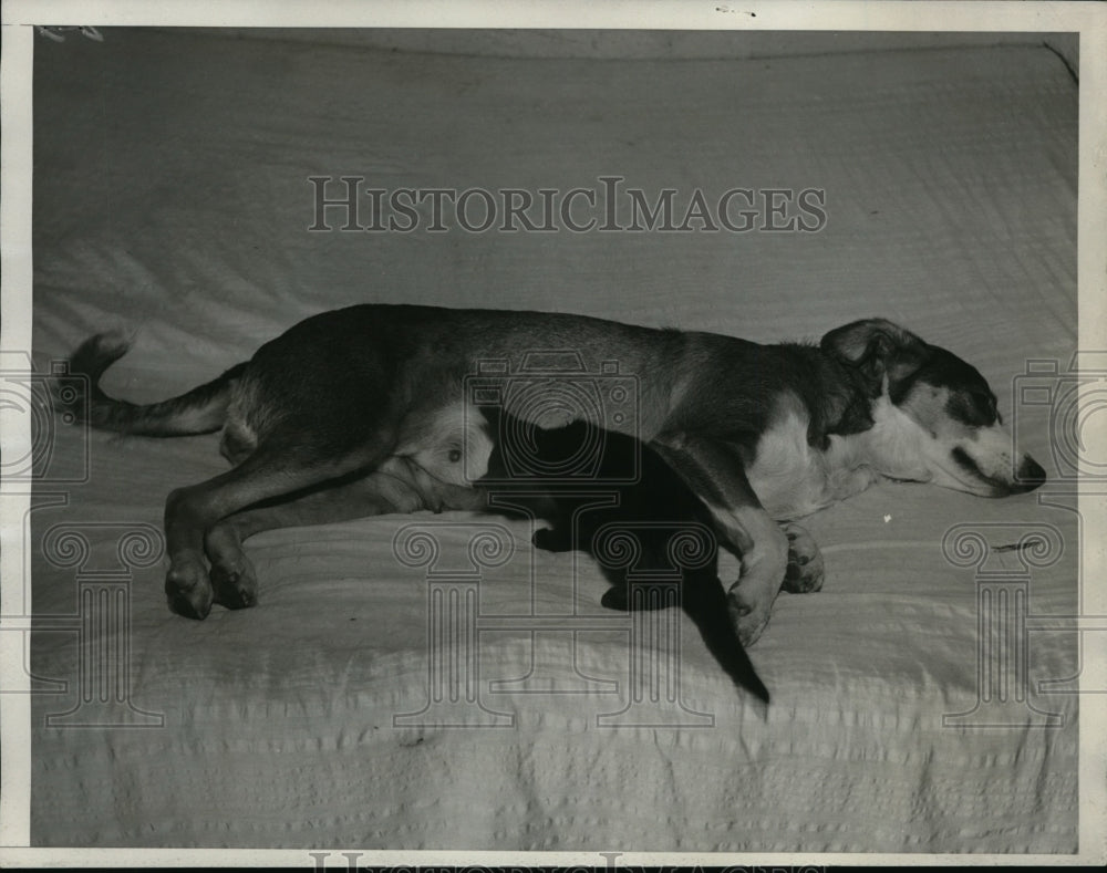 1933 Press Photo LA Calif GE Hilburn's dog & kitten it has adopted - nex85765