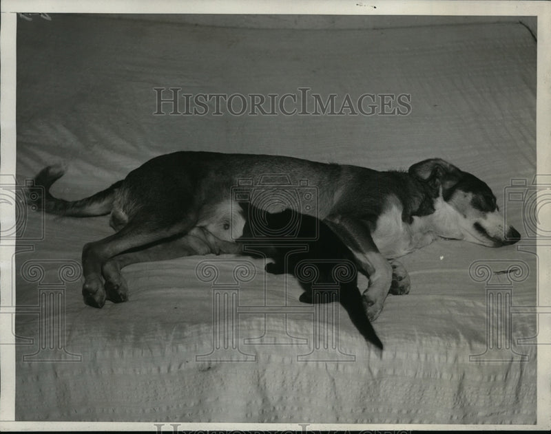 Load image into Gallery viewer, 1933 Press Photo LA Calif GE Hilburn's dog &amp; kitten it has adopted - nex85765

