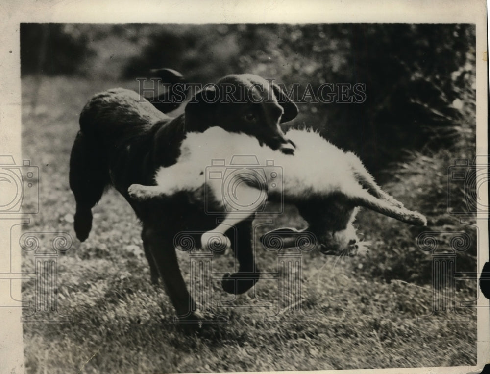 1930 Press Photo J Haselden's Ter retrieving a hare at Field trials in England