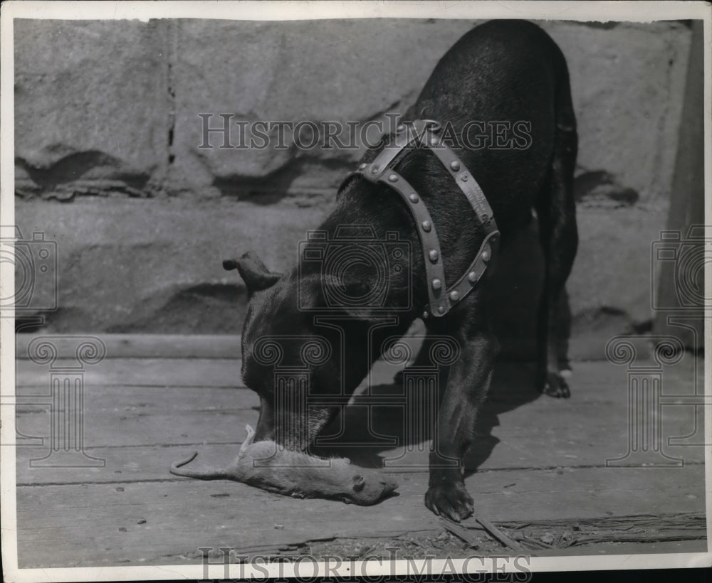1941 Press Photo Mrs JH Britt;s dog with a dead mouse in Garfield Heights Ohio