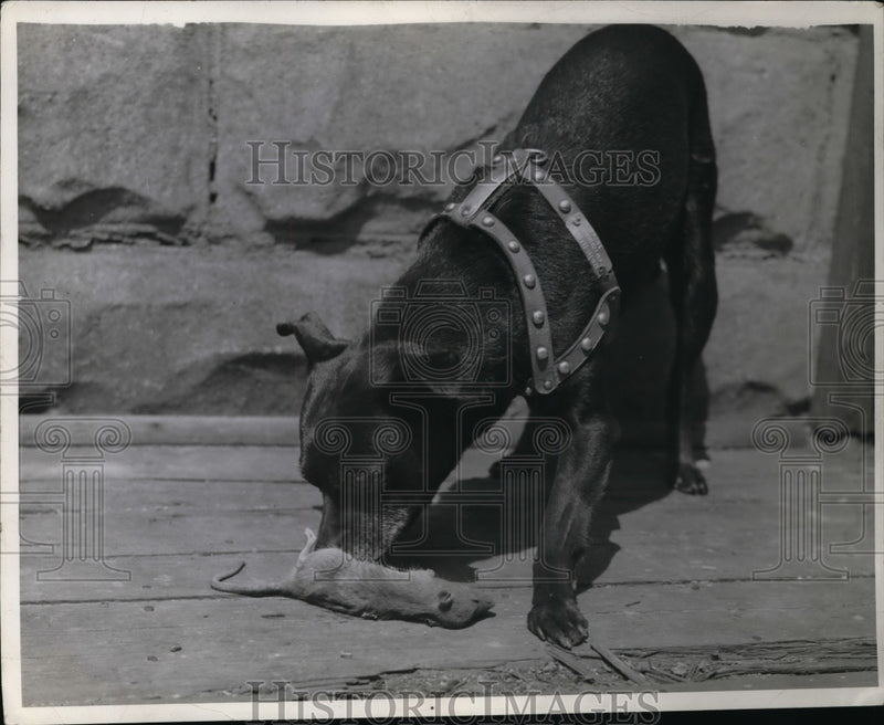 Load image into Gallery viewer, 1941 Press Photo Mrs JH Britt;s dog with a dead mouse in Garfield Heights Ohio
