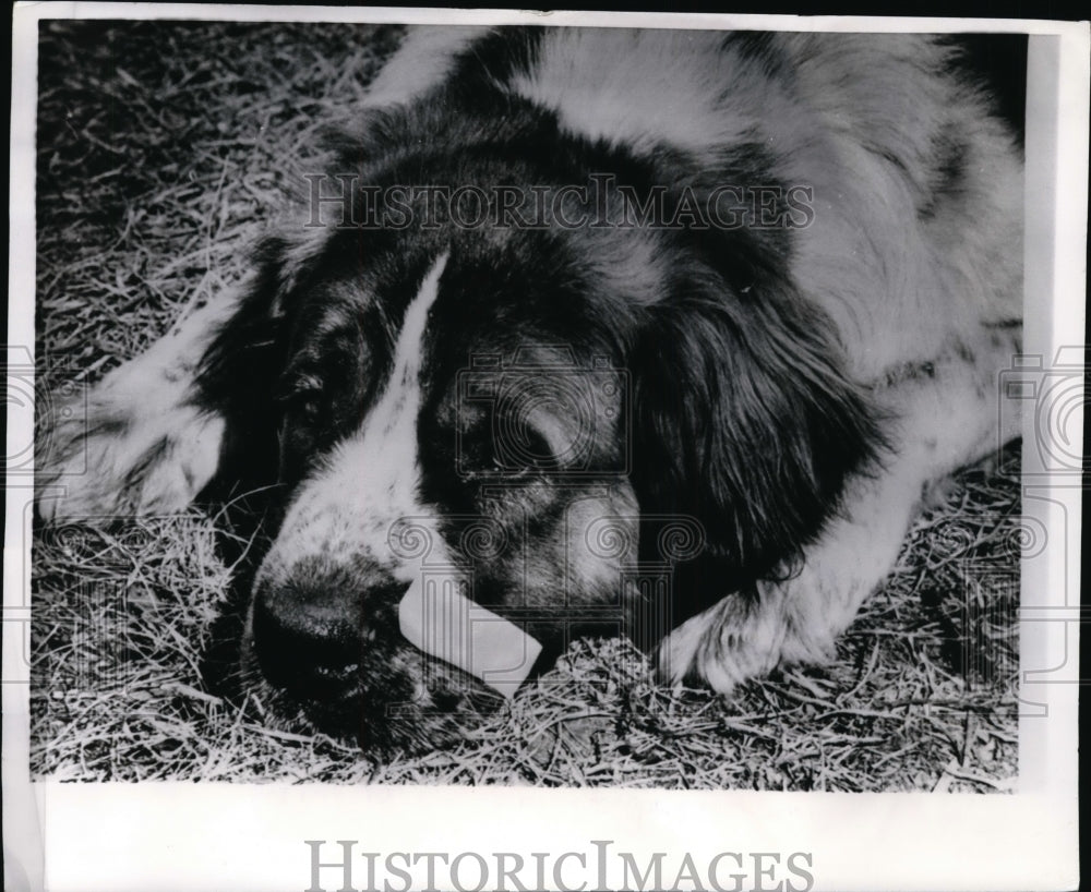 1967 Press Photo White Bear Lake MN Heidi a St Bernard weighs 150 pounds
