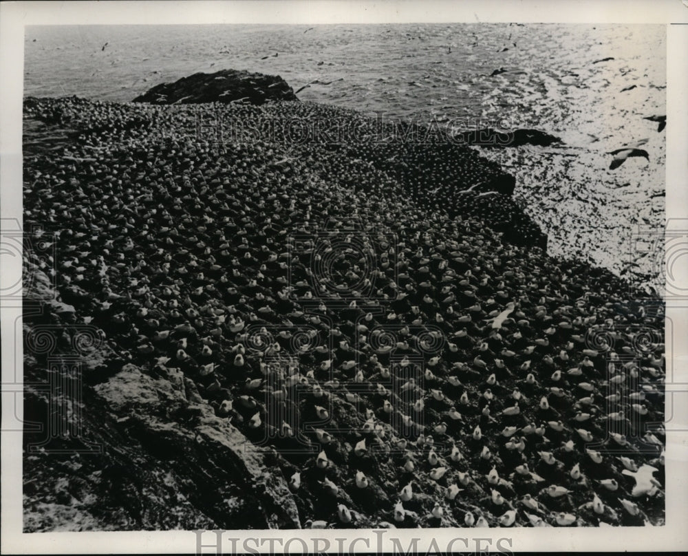 1940 Press Photo Thousands of gannets at a bird rookery