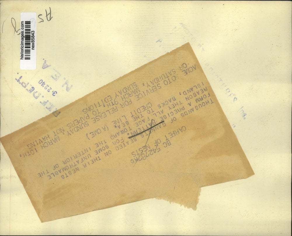 1940 Press Photo Thousands of gannets at a bird rookery