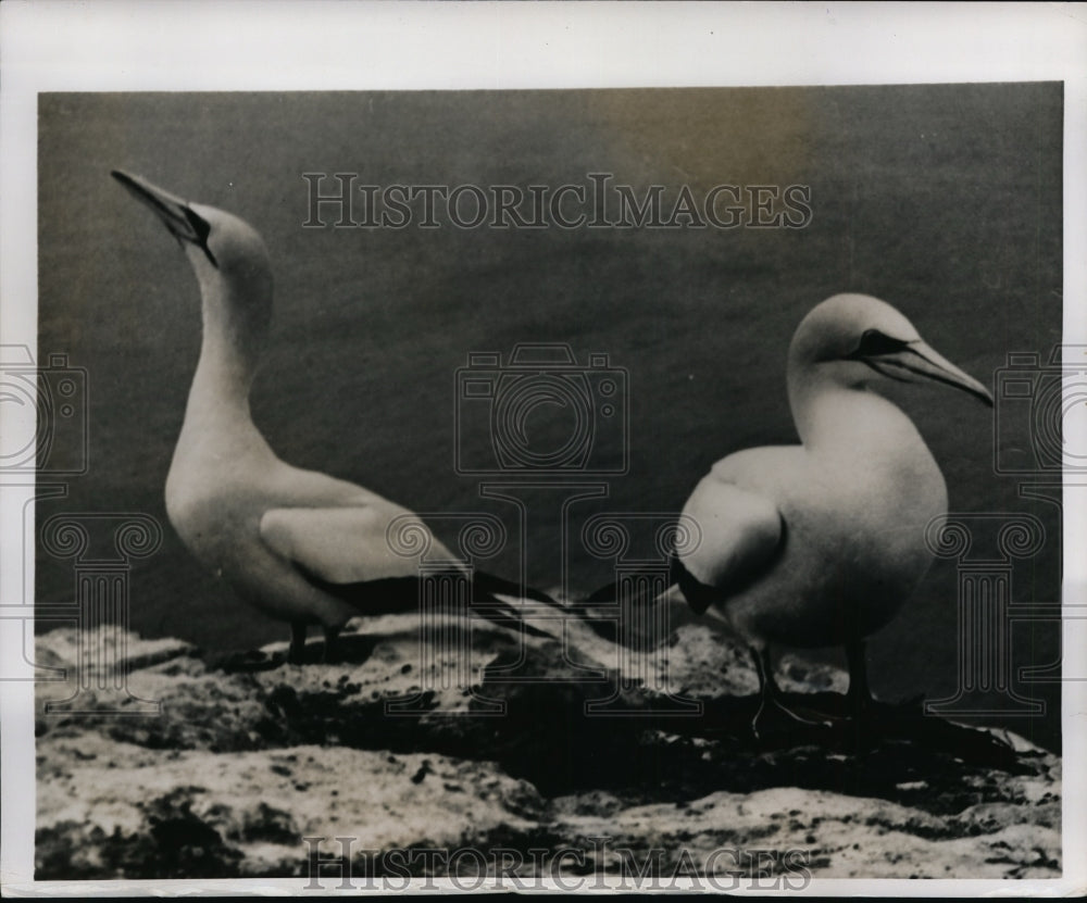 1943 Press Photo A pair of gannets at nests in a bird rookery
