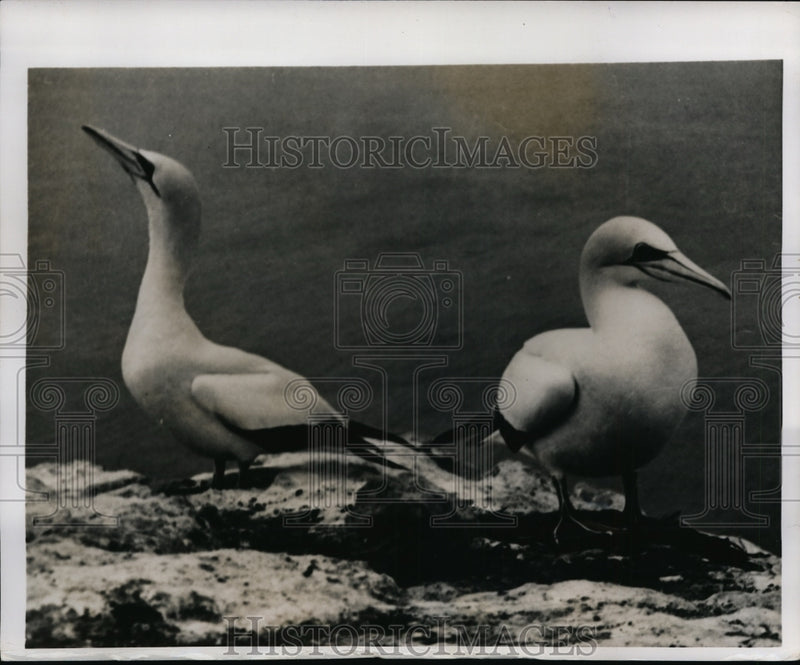 Load image into Gallery viewer, 1943 Press Photo A pair of gannets at nests in a bird rookery
