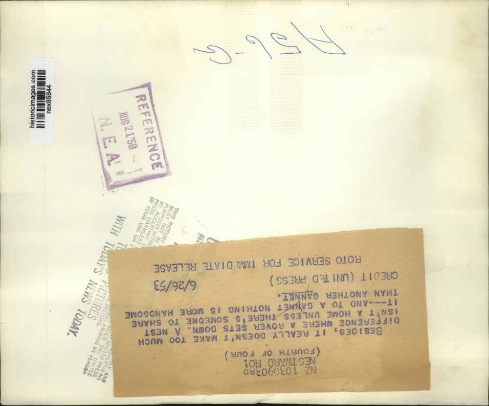 1943 Press Photo A pair of gannets at nests in a bird rookery